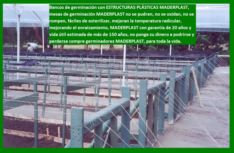 bancos para enraizar mesa mesón armazón tableros camilla estructuras maderas plásticas maderplast cultivos tecnificados viveros plantaciones reforestadores propagadores cultivadores plantas 007 bancos para enraizar mesa mesón armazón tableros camilla estructuras maderas plásticas maderplast cultivos tecnificados bancos para enraizar mesa mesón armazón tableros camilla estructuras maderas plásticas maderplast cultivos tecnificados viveros plantaciones reforestadores propagadores cultivadores plantas 007 viveros plantaciones reforestadores propagadores cultivadores plantas 007